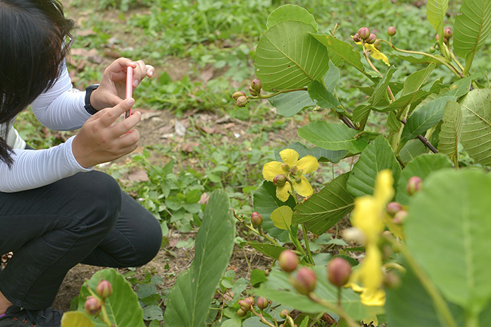 A woman taking a picture of the native flora on the bridge as part of a guided tour. PHOTO: ST FILE
