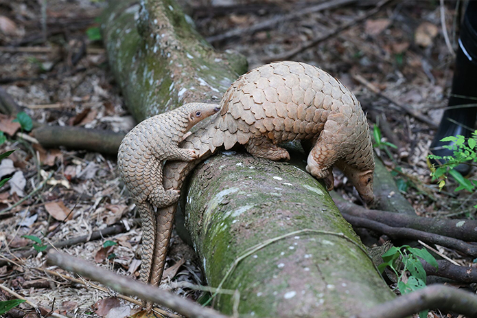 A baby Sunda pangolin holds onto its mother’s tail.