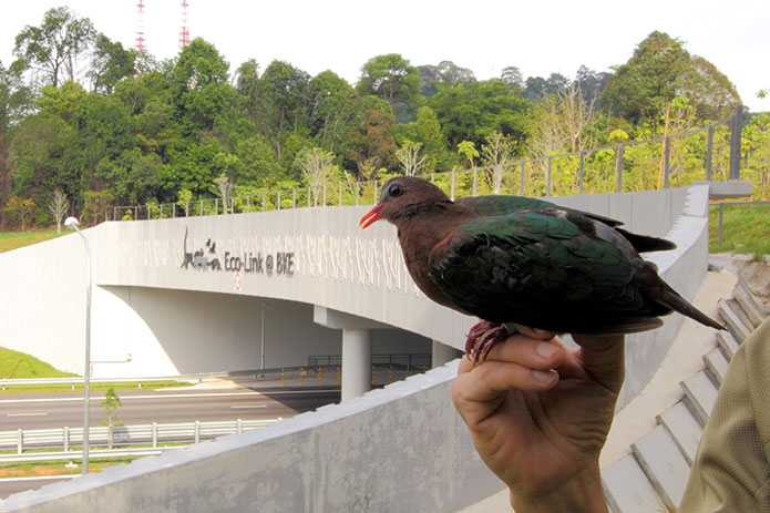 An emerald dove seen near the Eco-link@BKE. PHOTO: National Parks